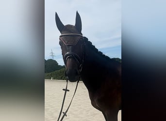 Hannoveraan, Merrie, 4 Jaar, 171 cm, Zwartbruin