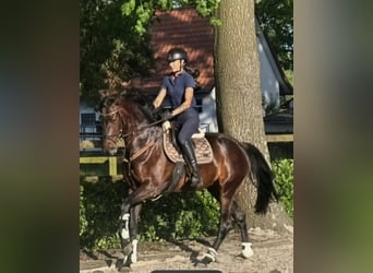 Hannoveraan, Merrie, 4 Jaar, 171 cm, Zwartbruin