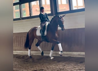 Hannoveraan, Merrie, 4 Jaar, 172 cm, Bruin