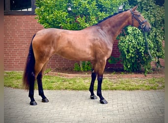 Hannoveraan, Merrie, 4 Jaar, 172 cm, Bruin