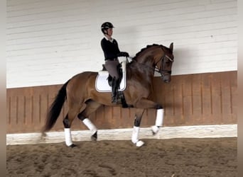 Hannoveraan, Merrie, 4 Jaar, 172 cm, Bruin