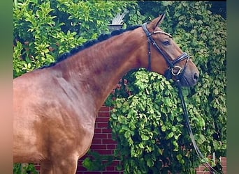 Hannoveraan, Merrie, 4 Jaar, 172 cm, Bruin