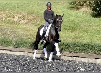 Hannoveraan, Merrie, 4 Jaar, 172 cm, Donkerbruin