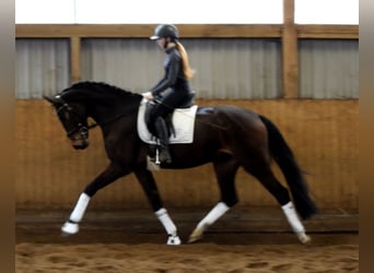 Hannoveraan, Merrie, 4 Jaar, 172 cm, Donkerbruin