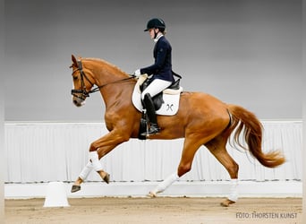 Hannoveraan, Merrie, 4 Jaar, 172 cm, Donkerbruin
