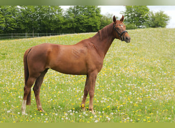 Hannoveraan, Merrie, 4 Jaar, 172 cm, Donkere-vos