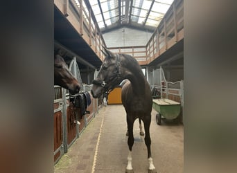 Hannoveraan, Merrie, 4 Jaar, 172 cm, Schimmel