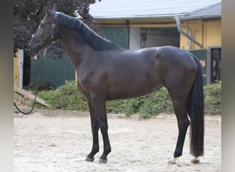 Hannoveraan, Merrie, 4 Jaar, 172 cm, Zwart