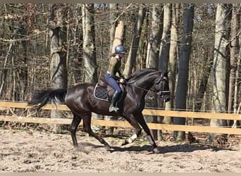 Hannoveraan, Merrie, 4 Jaar, 172 cm, Zwart