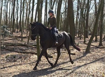 Hannoveraan, Merrie, 4 Jaar, 172 cm, Zwart
