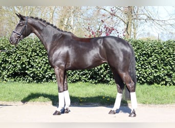 Hannoveraan, Merrie, 4 Jaar, 172 cm, Zwart