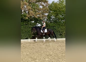 Hannoveraan, Merrie, 4 Jaar, 172 cm, Zwartbruin