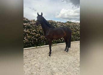 Hannoveraan, Merrie, 4 Jaar, 172 cm, Zwartbruin