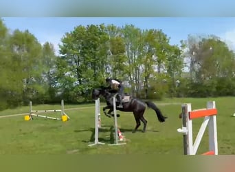 Hannoveraan, Merrie, 4 Jaar, 172 cm, Zwartbruin