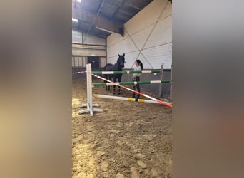 Hannoveraan, Merrie, 4 Jaar, 172 cm, Zwartbruin