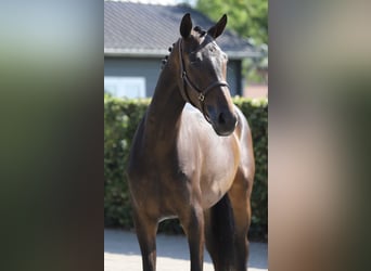 Hannoveraan, Merrie, 4 Jaar, 173 cm, Bruin