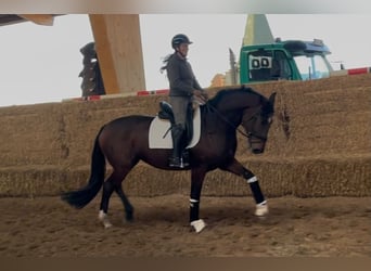 Hannoveraan, Merrie, 4 Jaar, 173 cm, Donkerbruin