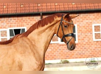 Hannoveraan, Merrie, 4 Jaar, 173 cm, Vos