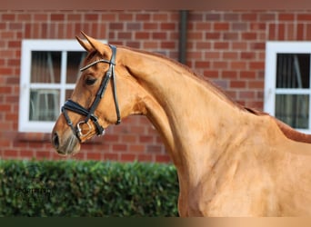 Hannoveraan, Merrie, 4 Jaar, 173 cm, Vos