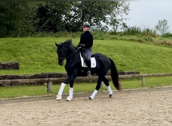 Hannoveraan, Merrie, 4 Jaar, 173 cm, Zwart