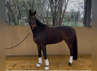 Hannoveraan, Merrie, 4 Jaar, 174 cm, Donkerbruin