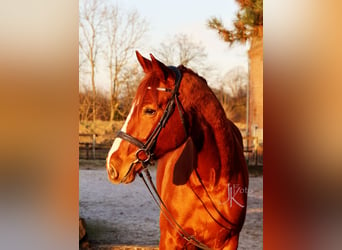 Hannoveraan, Merrie, 4 Jaar, 174 cm, Vos