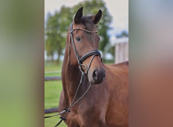 Hannoveraan, Merrie, 4 Jaar, 175 cm, Donkerbruin