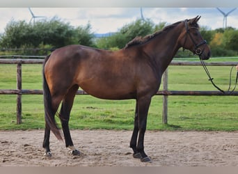 Hannoveraan, Merrie, 4 Jaar, 175 cm, Donkerbruin