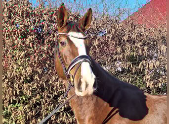 Hannoveraan, Merrie, 4 Jaar, 175 cm, Donkere-vos