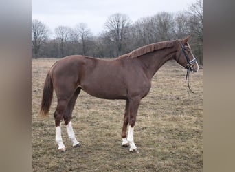 Hannoveraan, Merrie, 4 Jaar, 175 cm, Donkere-vos