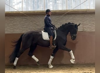 Hannoveraan, Merrie, 4 Jaar, 176 cm, Zwart