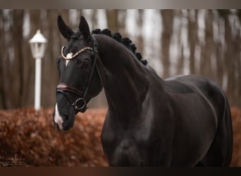 Hannoveraan, Merrie, 4 Jaar, 176 cm, Zwart