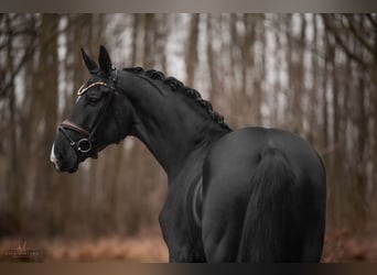 Hannoveraan, Merrie, 4 Jaar, 176 cm, Zwart