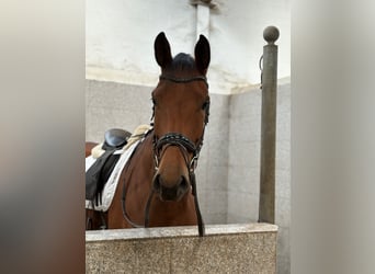 Hannoveraan, Merrie, 4 Jaar, 178 cm, Bruin