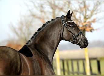 Hannoveraan, Merrie, 4 Jaar, 178 cm, Zwart