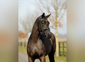Hannoveraan, Merrie, 4 Jaar, 178 cm, Zwart