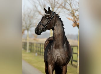 Hannoveraan, Merrie, 4 Jaar, 178 cm, Zwart