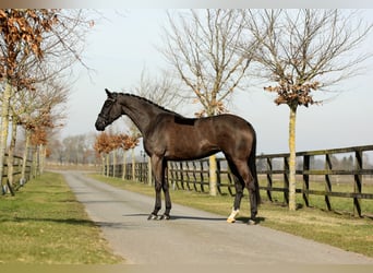 Hannoveraan, Merrie, 4 Jaar, 178 cm, Zwart