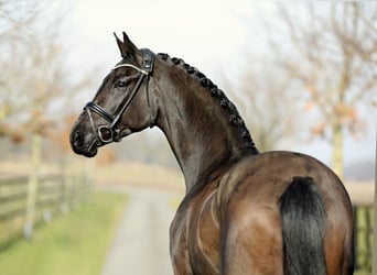Hannoveraan, Merrie, 4 Jaar, 178 cm, Zwart