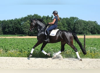 Hannoveraan, Merrie, 4 Jaar, 178 cm, Zwartbruin