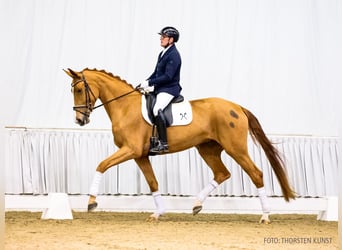 Hannoveraan, Merrie, 4 Jaar, 179 cm, Vos