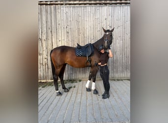 Hannoveraan, Merrie, 4 Jaar, 180 cm, Bruin