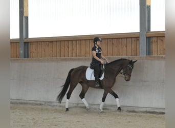 Hannoveraan, Merrie, 4 Jaar, Bruin