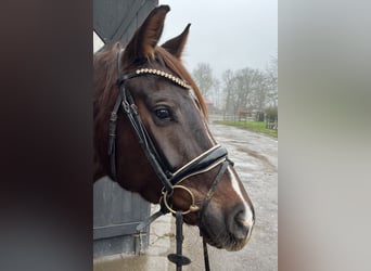 Hannoveraan, Merrie, 4 Jaar, Donkere-vos