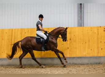Hannoveraan, Merrie, 4 Jaar, Vos