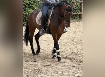 Hannoveraan, Merrie, 5 Jaar, 150 cm, Bruin