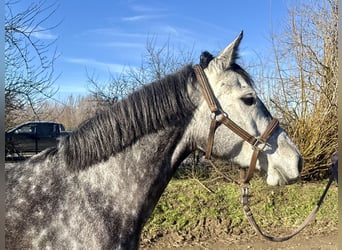 Hannoveraan, Merrie, 5 Jaar, 155 cm, Appelschimmel