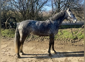 Hannoveraan, Merrie, 5 Jaar, 155 cm, Appelschimmel