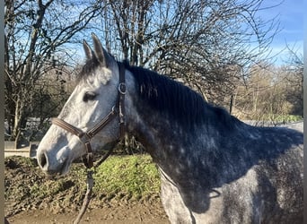 Hannoveraan, Merrie, 5 Jaar, 155 cm, Appelschimmel