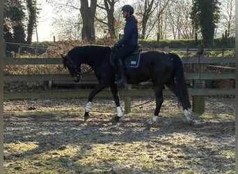 Hannoveraan, Merrie, 5 Jaar, 160 cm, Donkerbruin